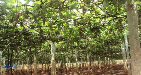 Grape Gardens